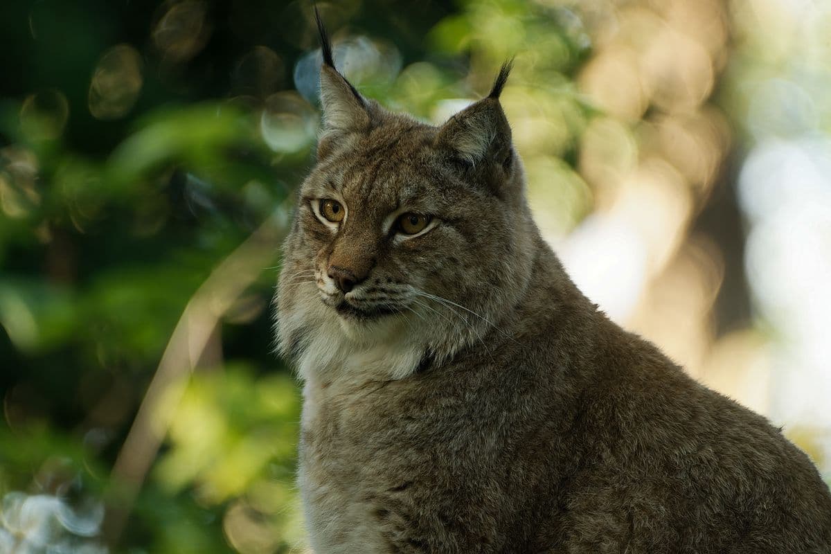 Close up of a lynx's head
