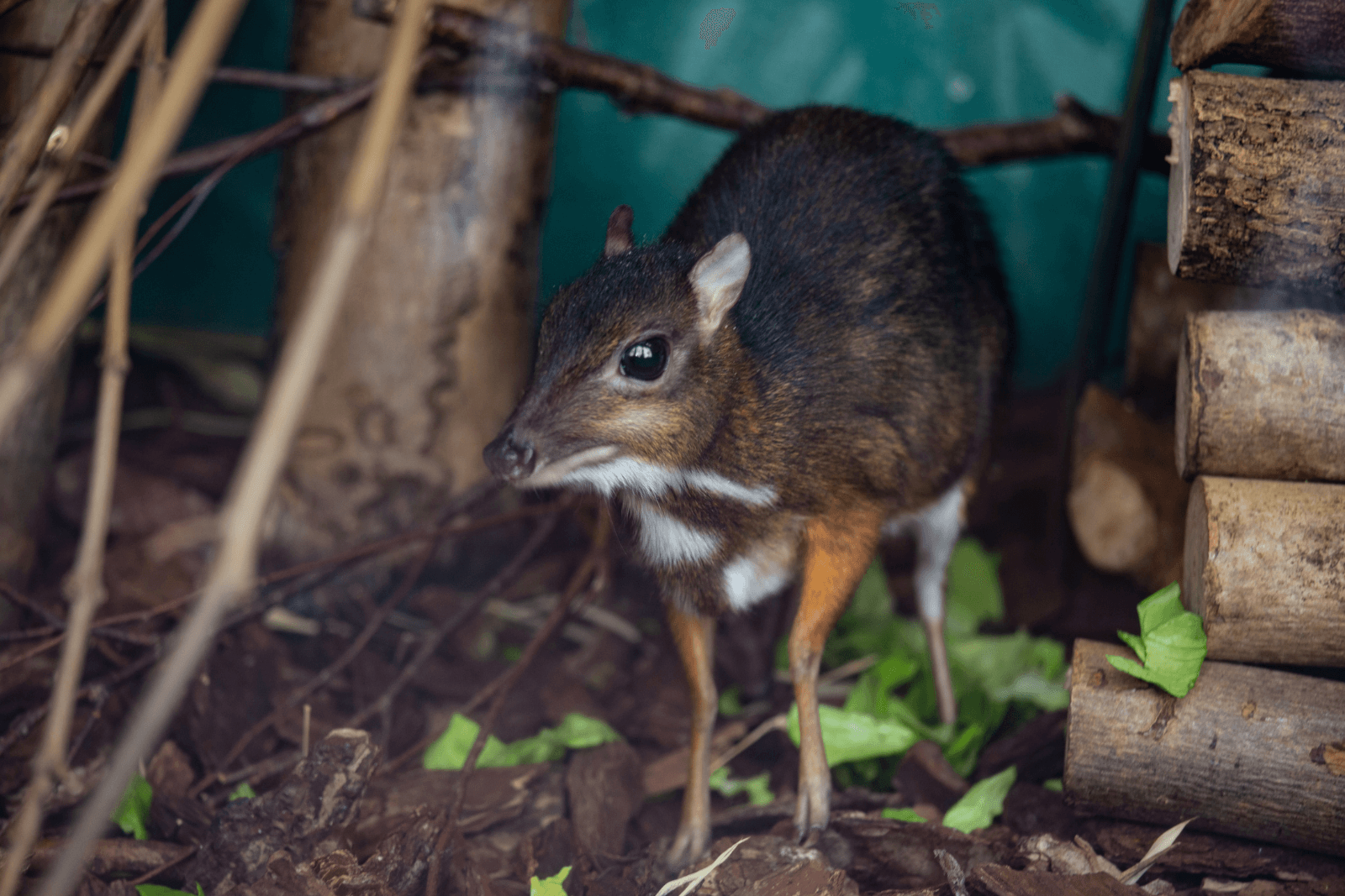 A Javan chevrotain (mouse deer) standing on leafy ground