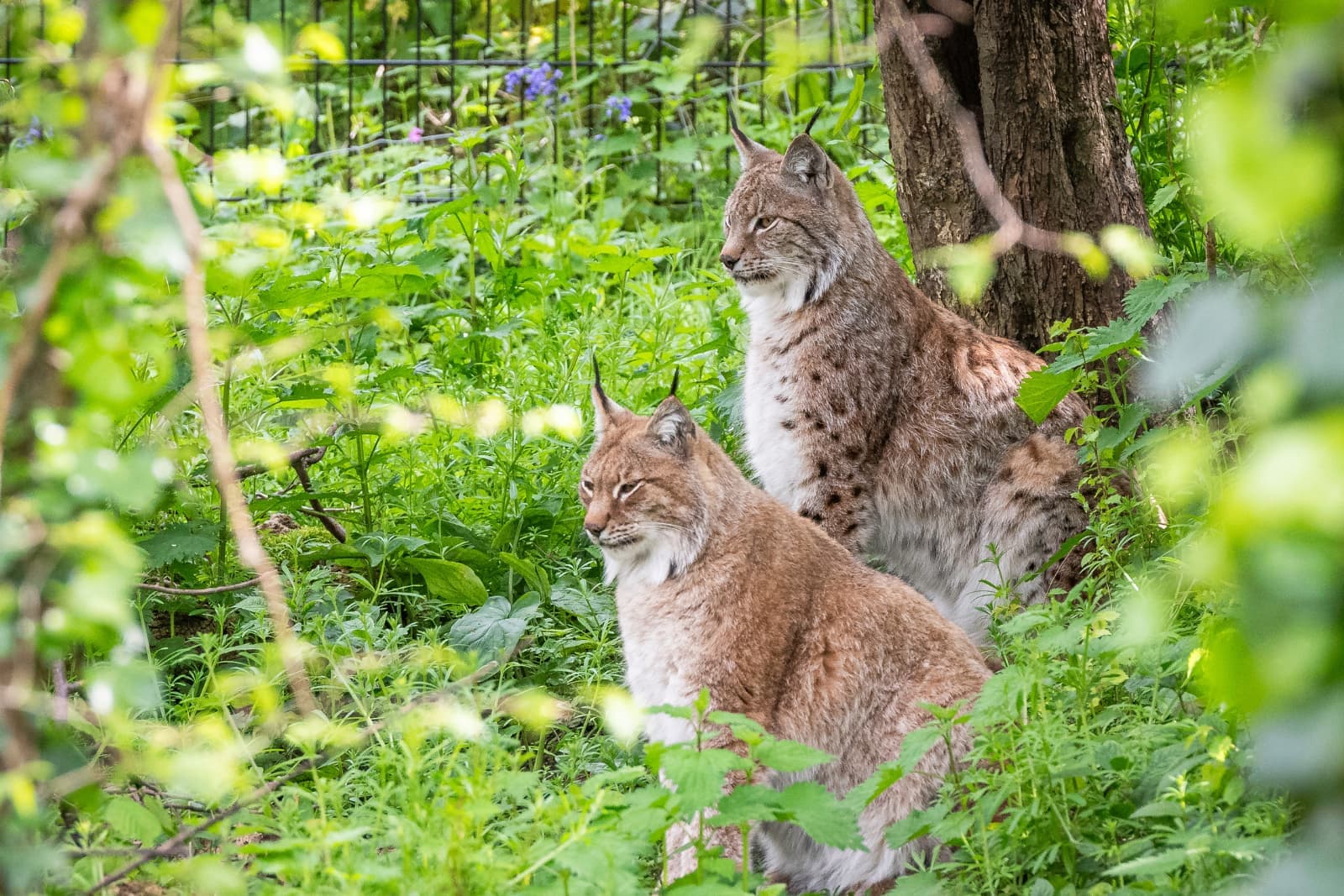 A pair of lynx sit looking off to the side in a woodland habitat