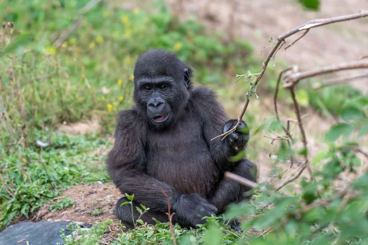 A young gorilla sits on a patch of grass