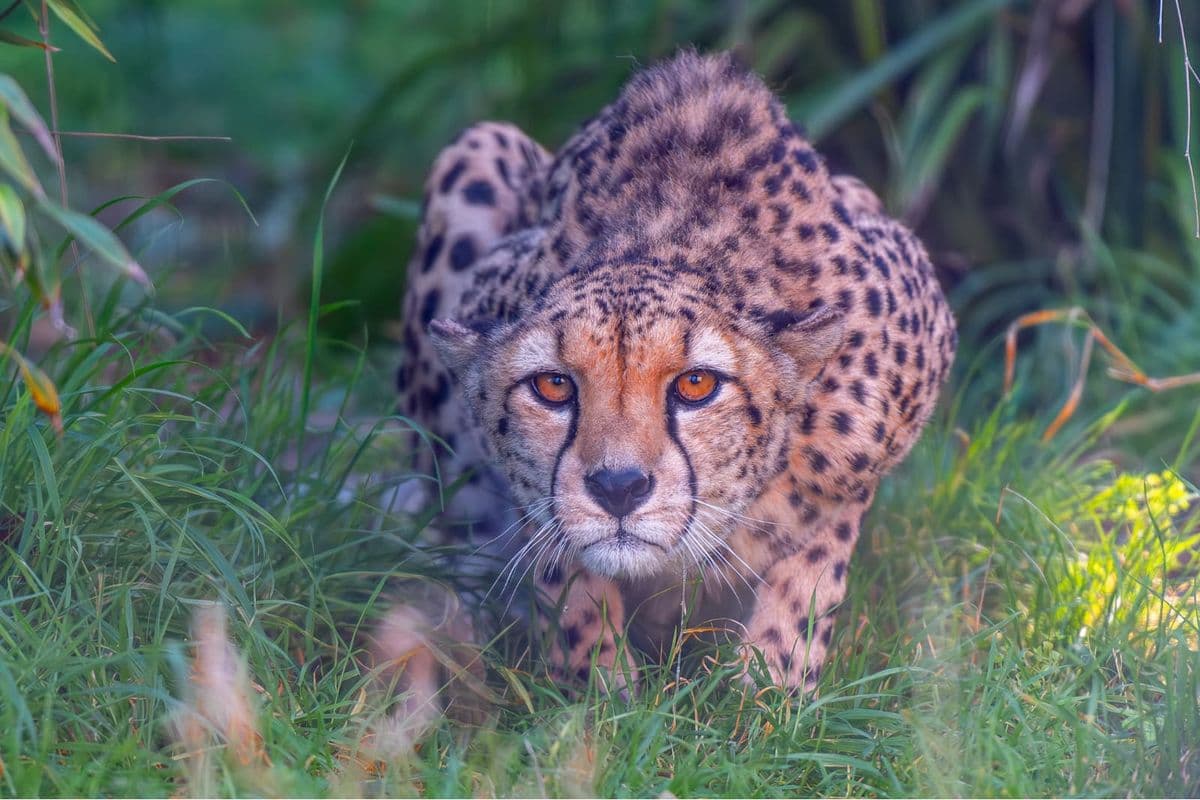 A cheetah crouches in grass looking directly at the camera