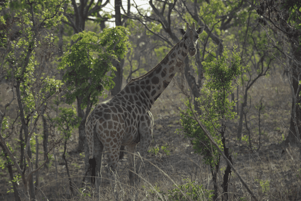 A giraffe stands looking at the camera within a forest
