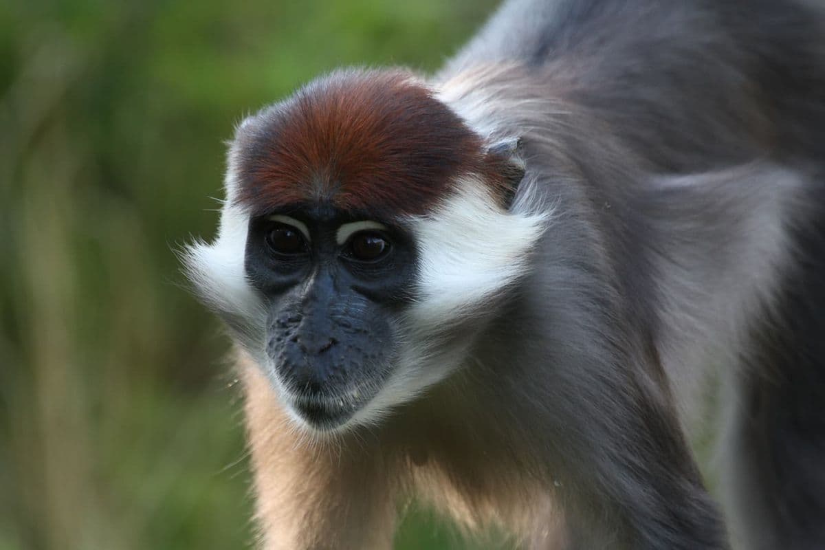 A close up shot of a cherry-crowned mangabey