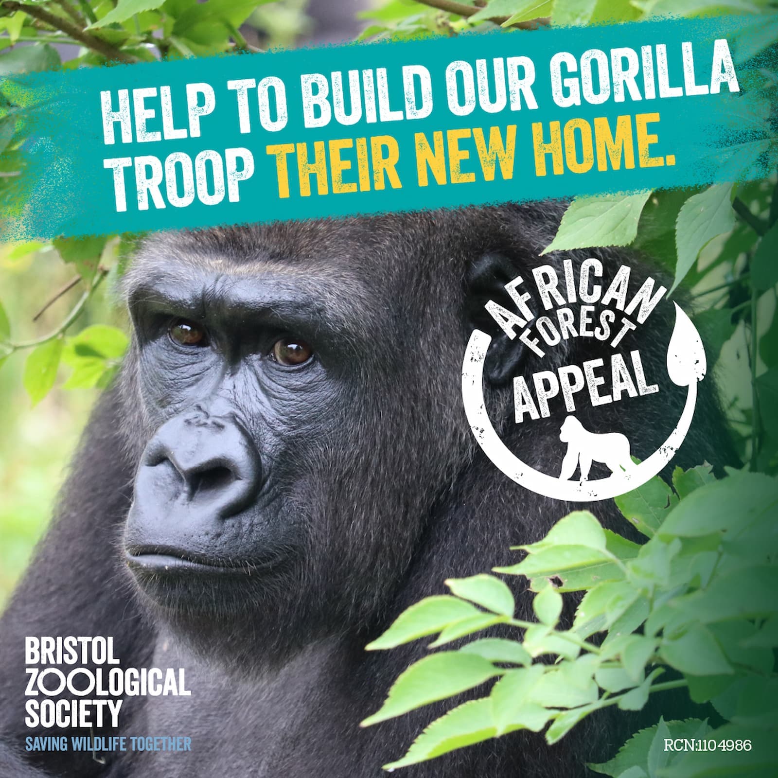 A gorilla sits among leafy branches with the words 'Help to build our gorilla troop their new home'