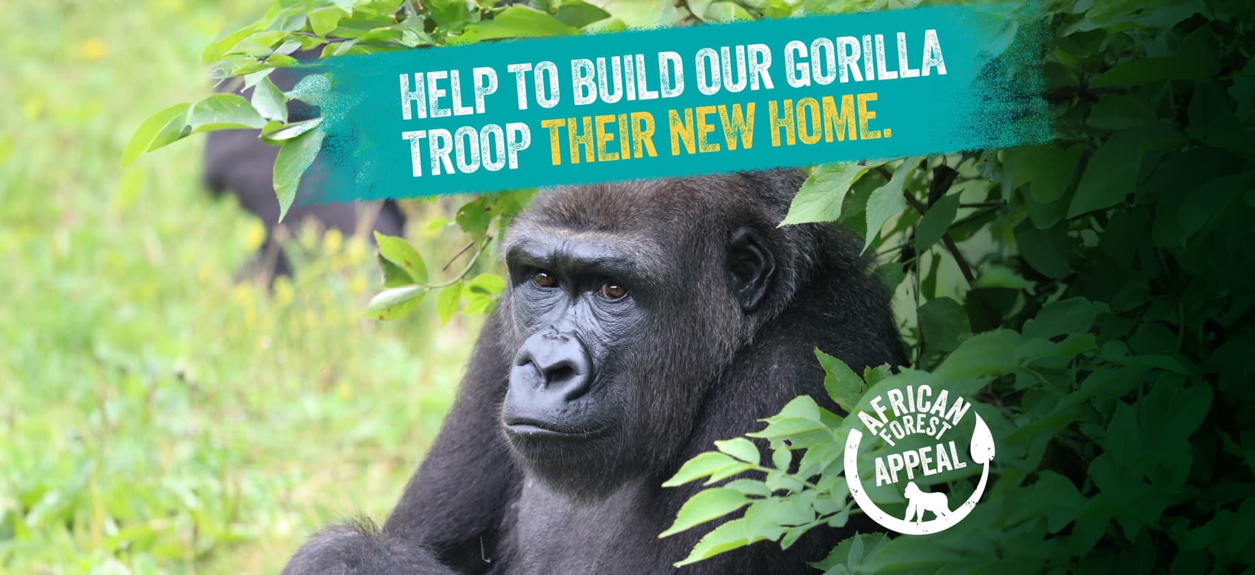 A gorilla sits among leafy branches with the words 'Help to build our gorilla troop their new home'