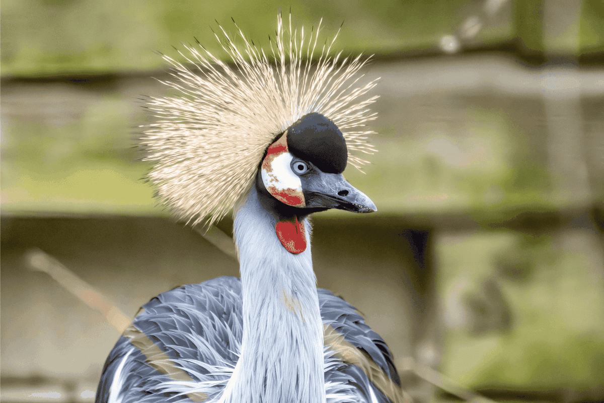 A close up of a male East African grey-crowned crane