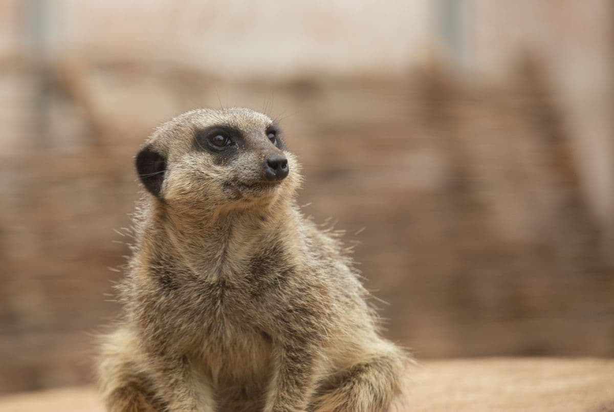 A meerkat looking to the right.