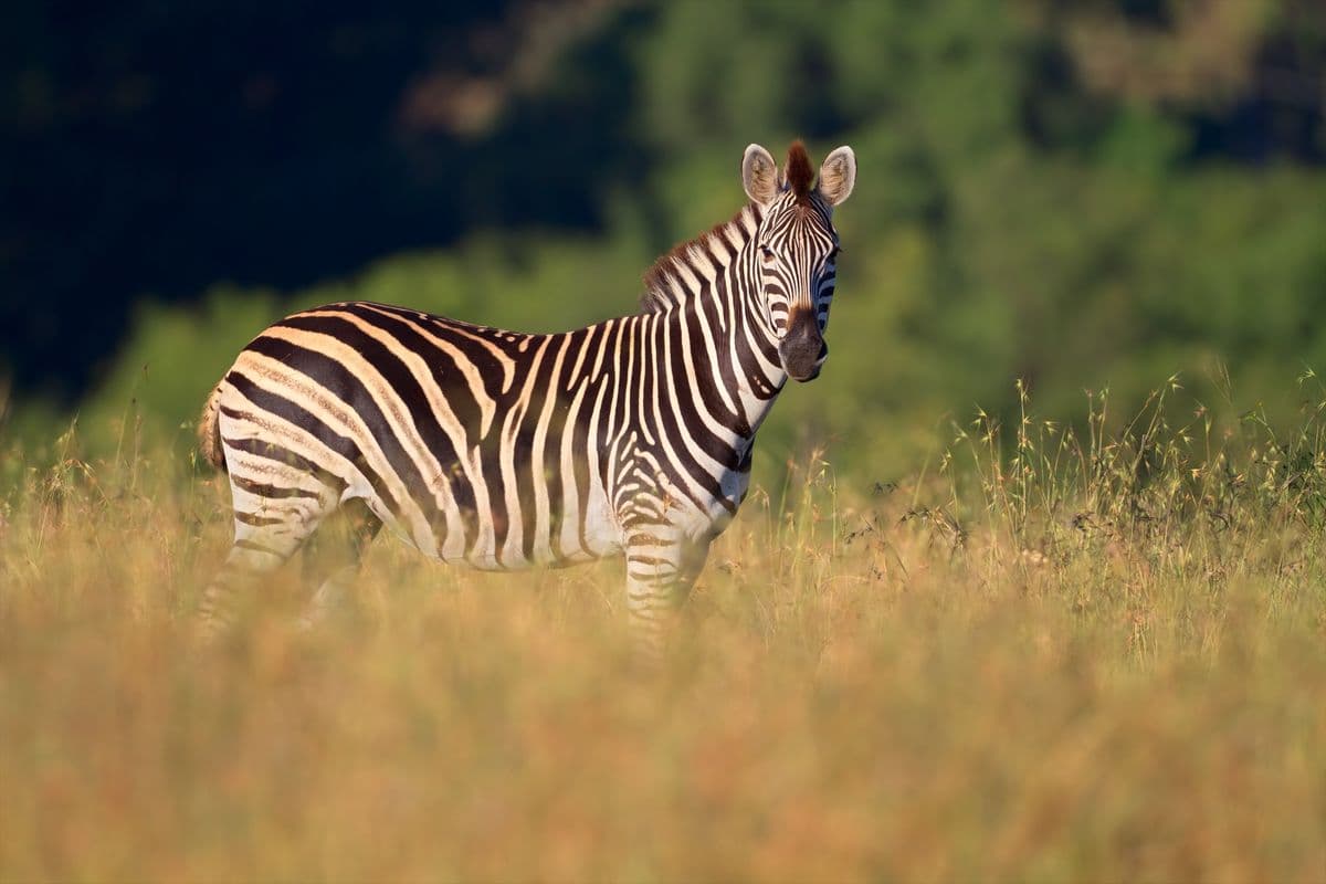 A zebra standing out on the plains. It is facing the camera.