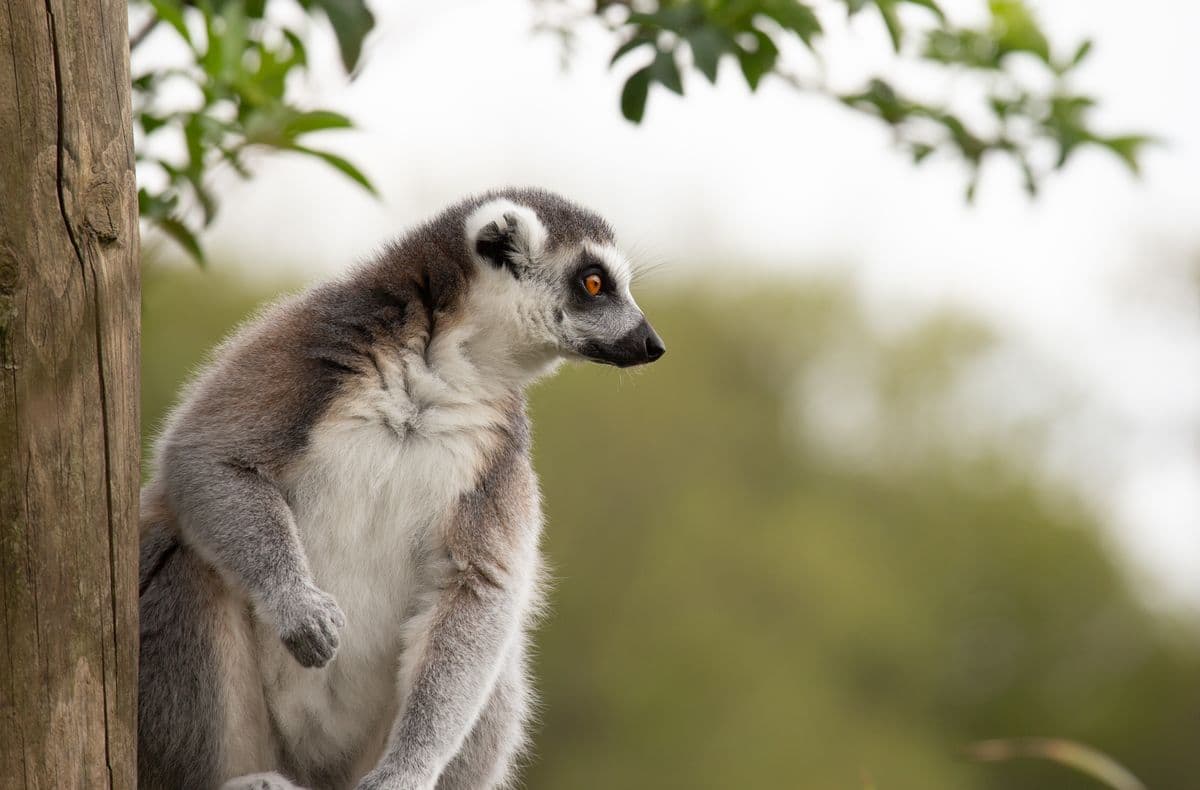 A ring-tailed lemur sits on a tree branch looking to the right.