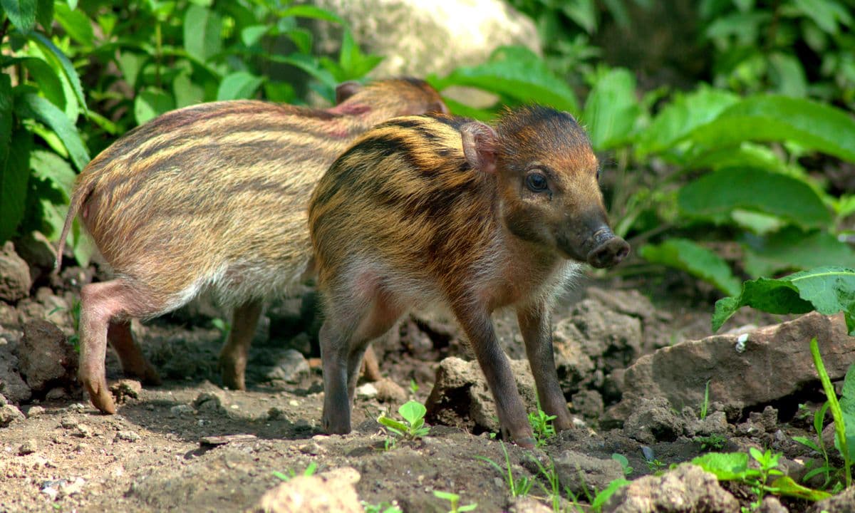Striped Philippines warty piglets
