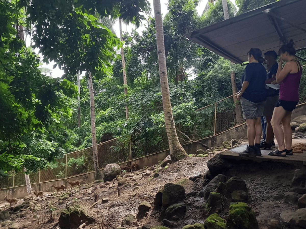 A group of people stand at the top of a slope looking down at a group of Philippine spotted deer