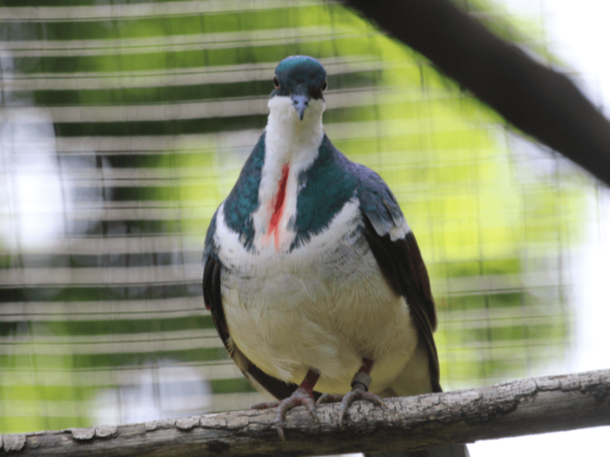 A Negros bleeding-heart dove sat on a branch