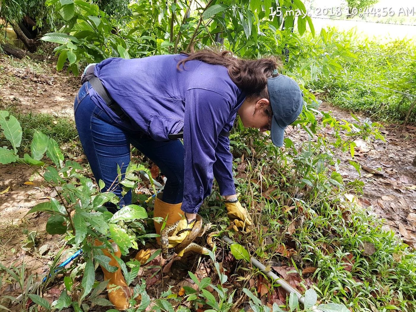 A lady saving a snake amongst foliage