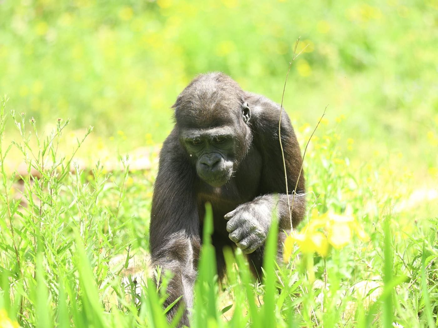 A baby gorilla foraging in grass