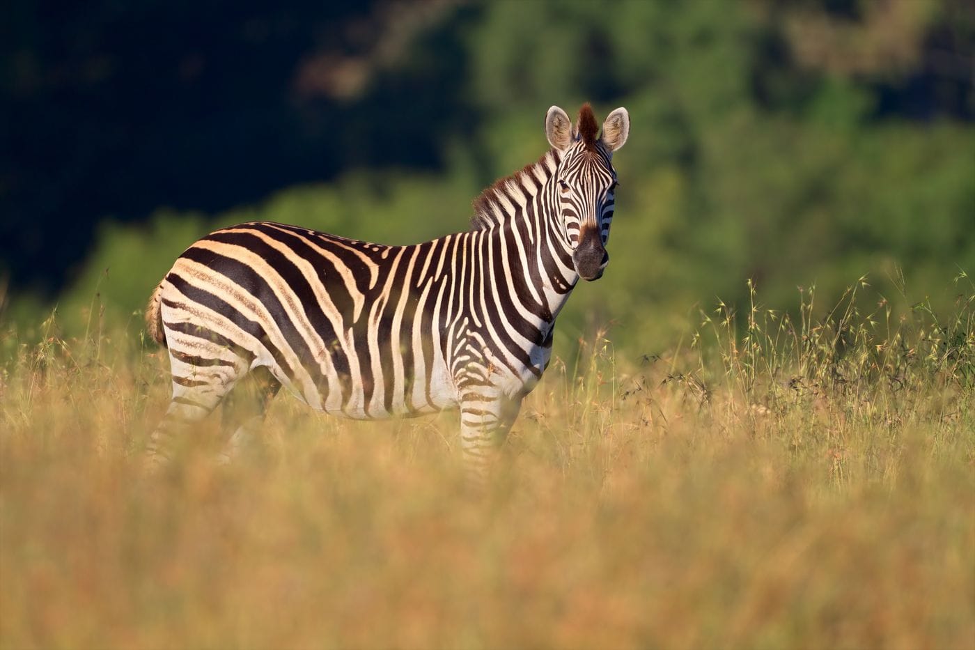 A zebra standing out on the plains. It is facing the camera.