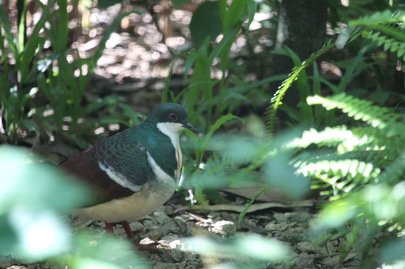 A bleeding-heart dove sat on the ground among greenery