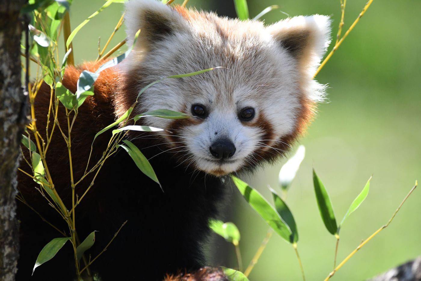A red panda peeks through green leaves, its fluffy face and reddish-brown fur contrasting with the bright, blurred background.