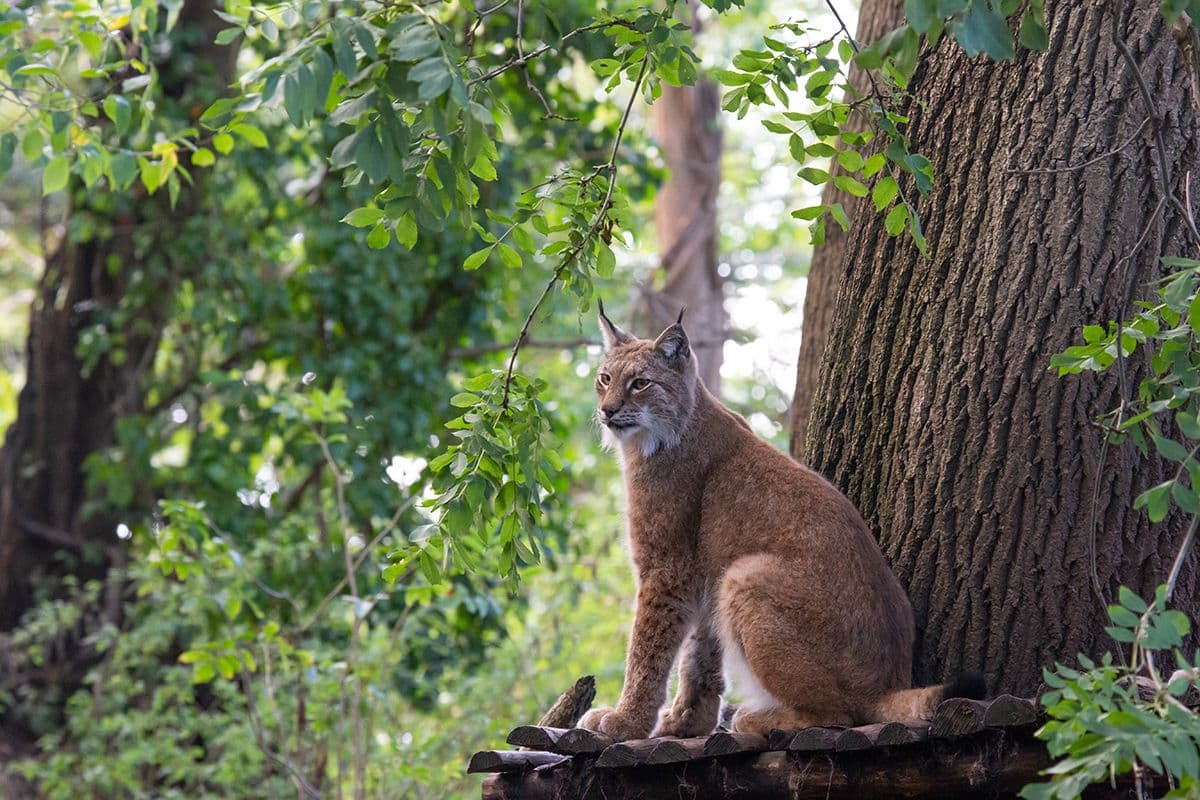 A lynx sitting on a wooden shelf on a tree in the woods.