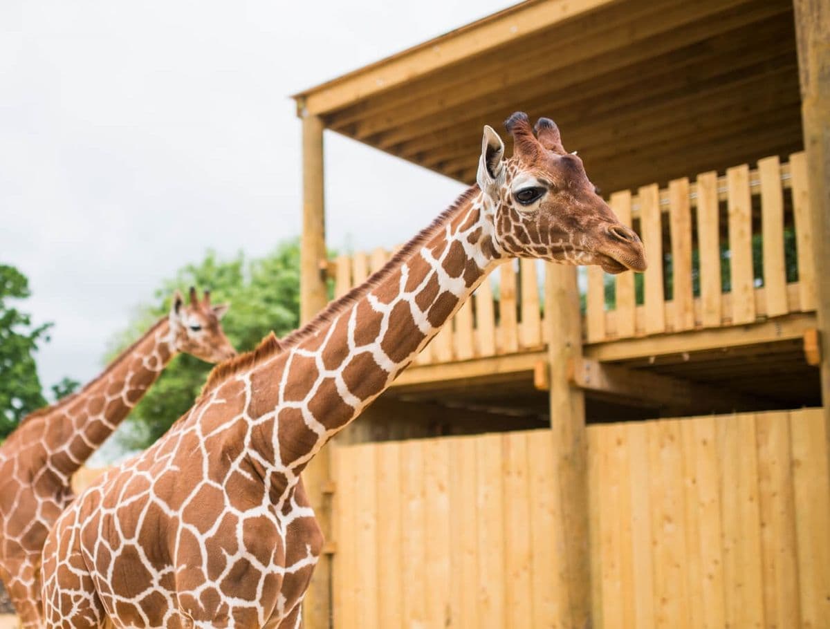 Giraffes standing in front of a wooden building