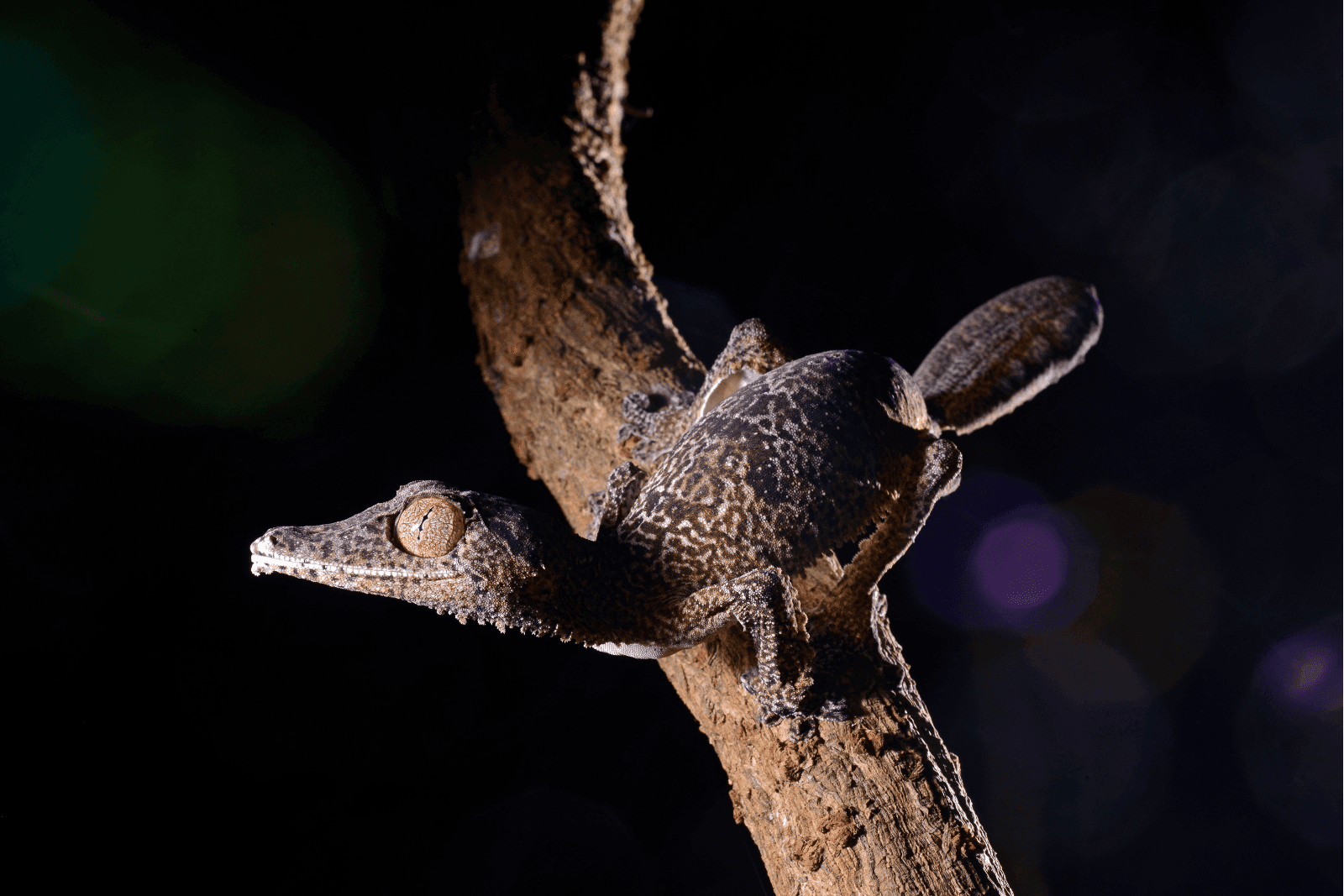 A Henkel's leaf-tailed gecko perched on a branch