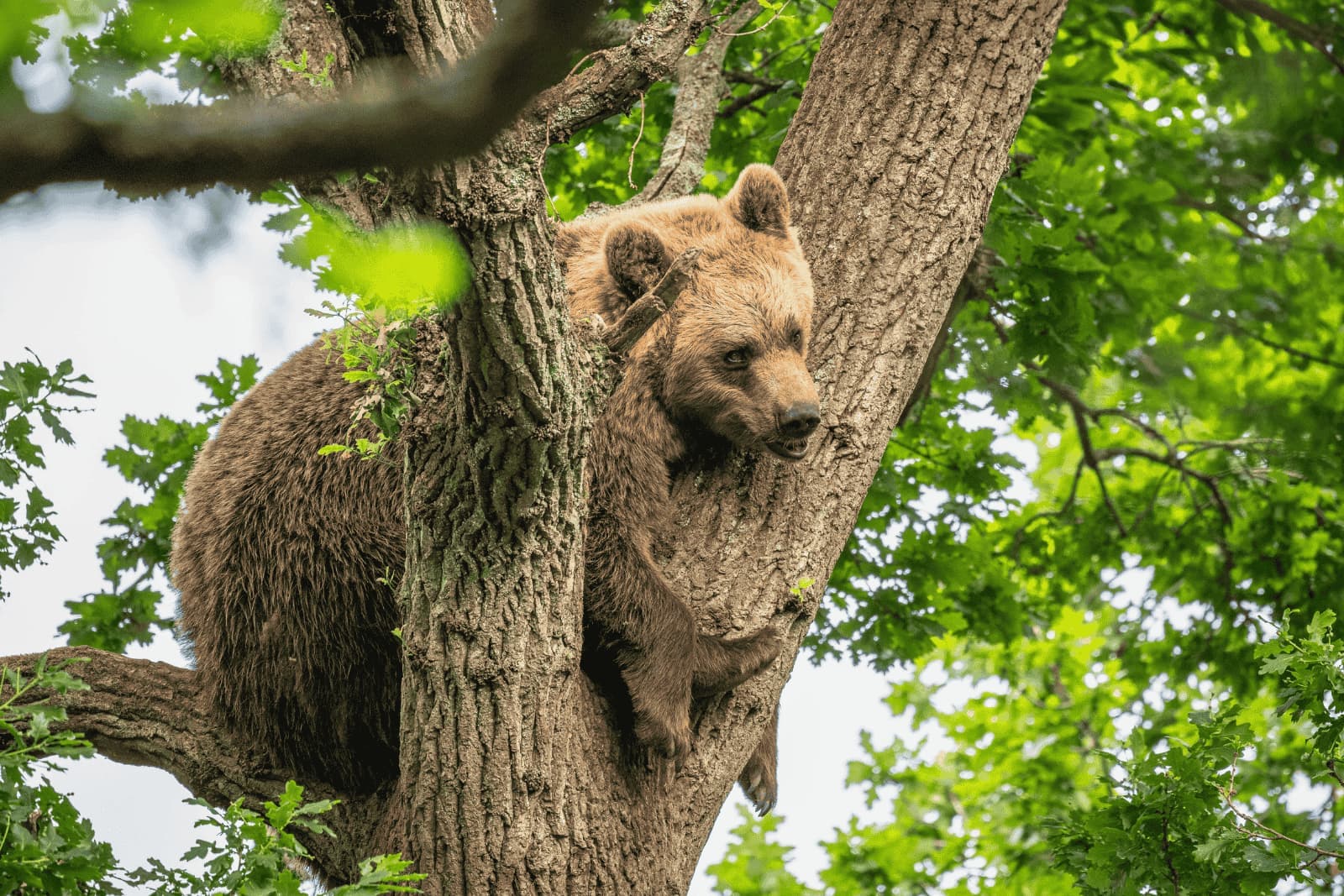 A brown bear crouches in a tree against a backdrop of green leaves
