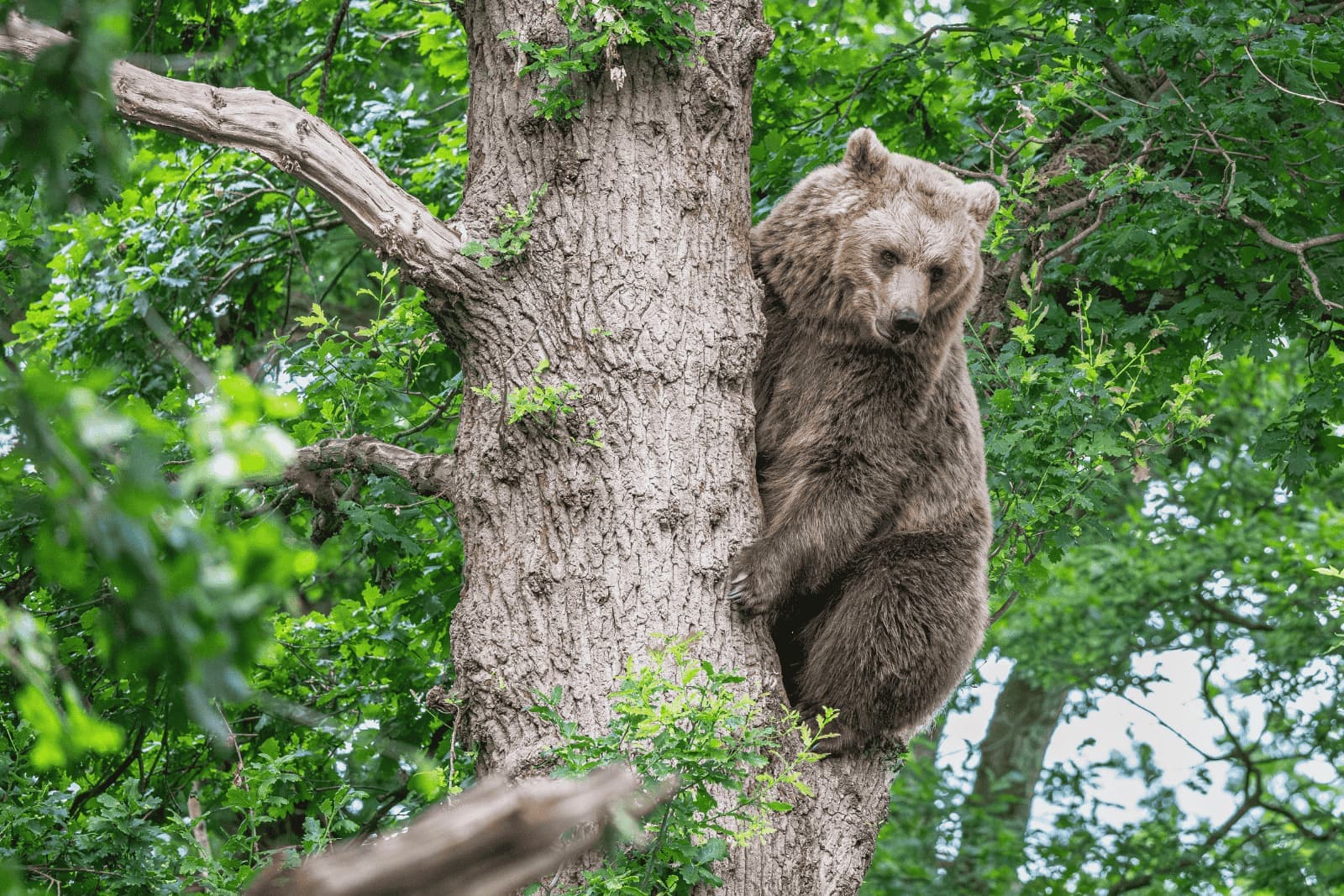 A bear climbs a tree trunk