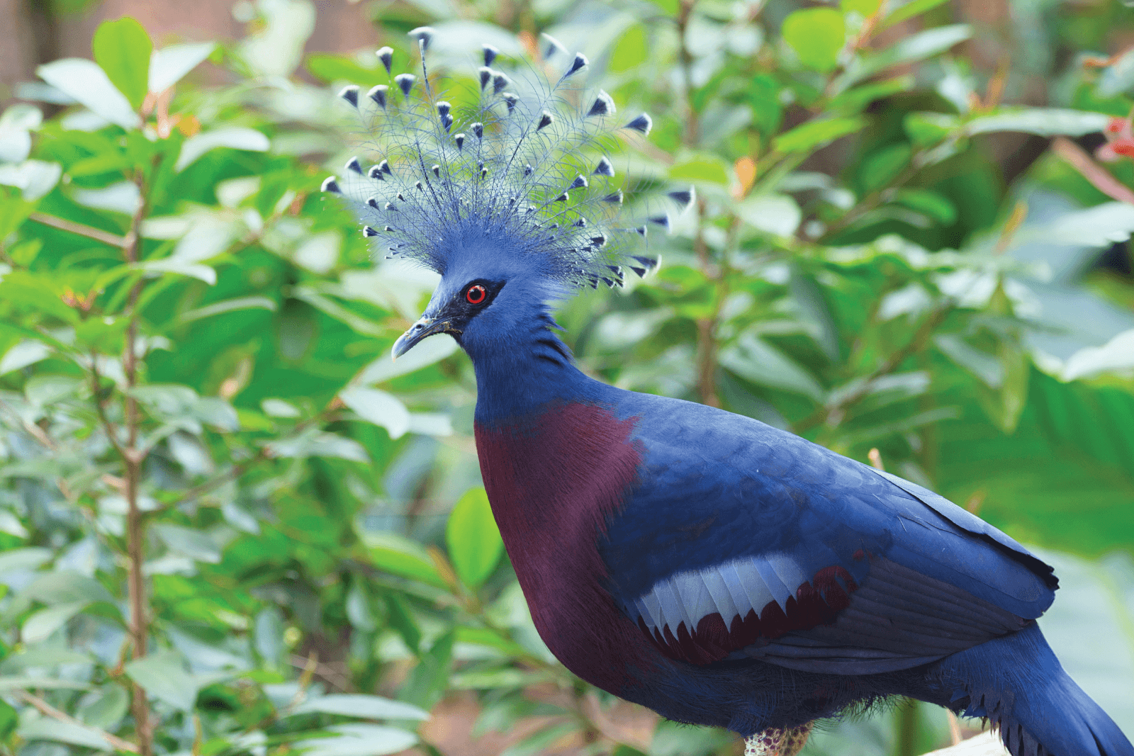 A Victorian crowned pigeon against a backdrop of greenery