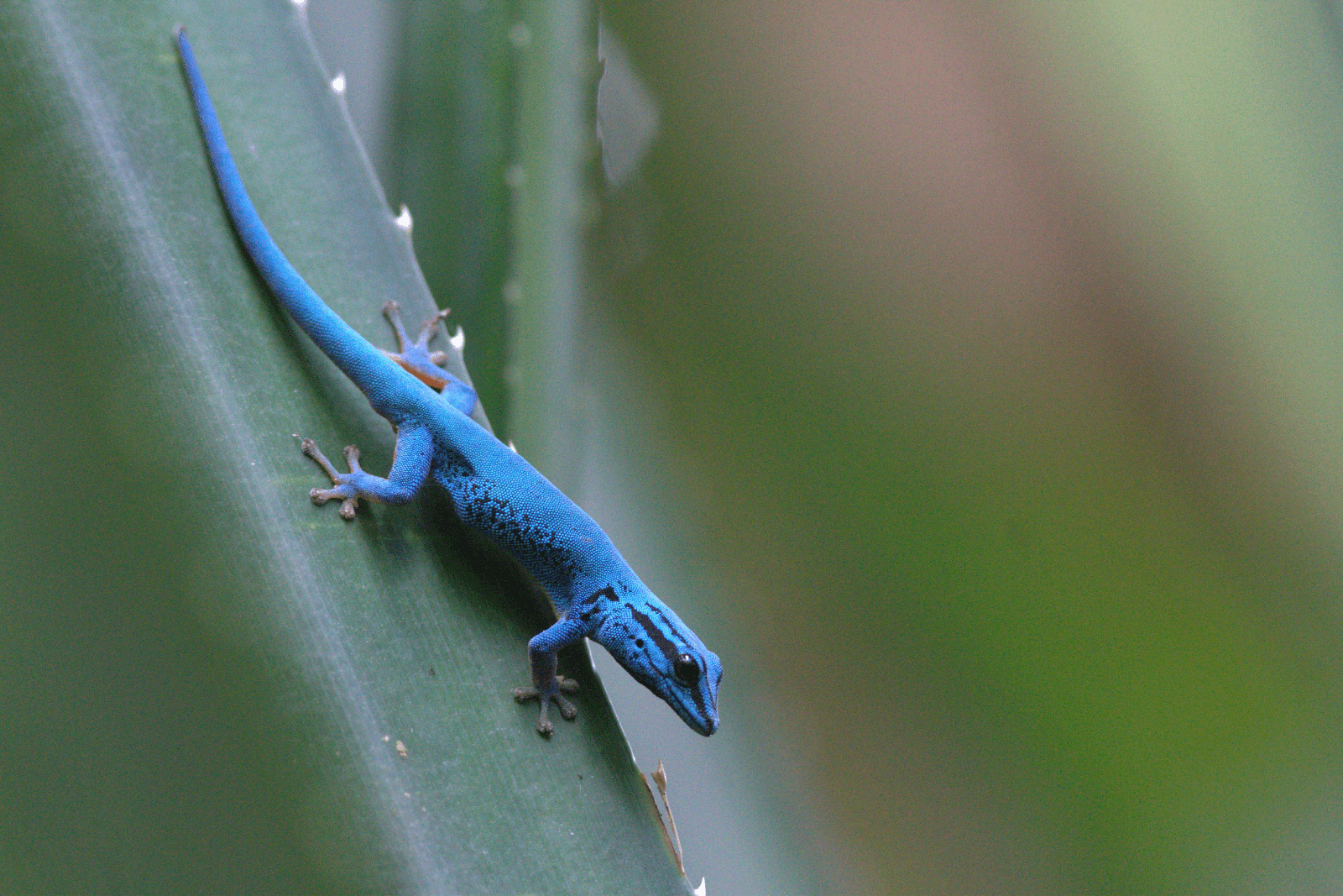 A turquoise dwarf gecko sat on a leaf