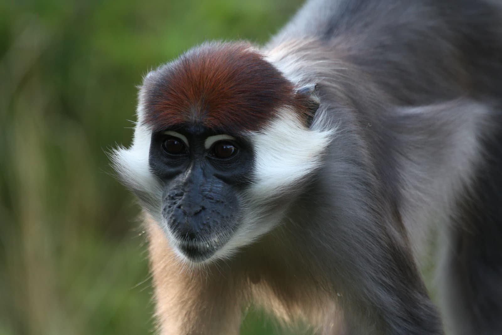 A close up shot of a cherry-crowned mangabey