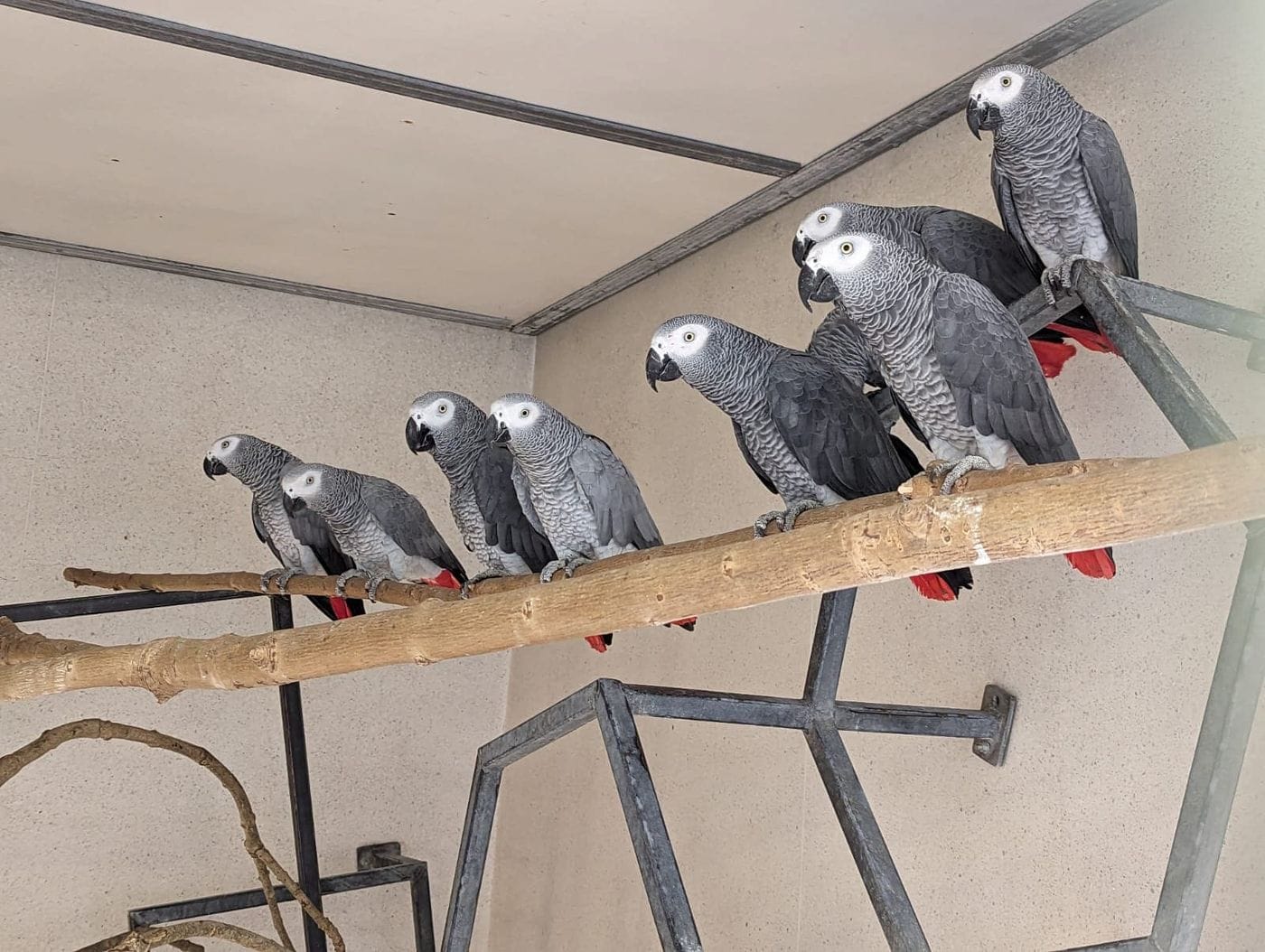 A group of African grey parrots perched along a branch in an indoor habitat