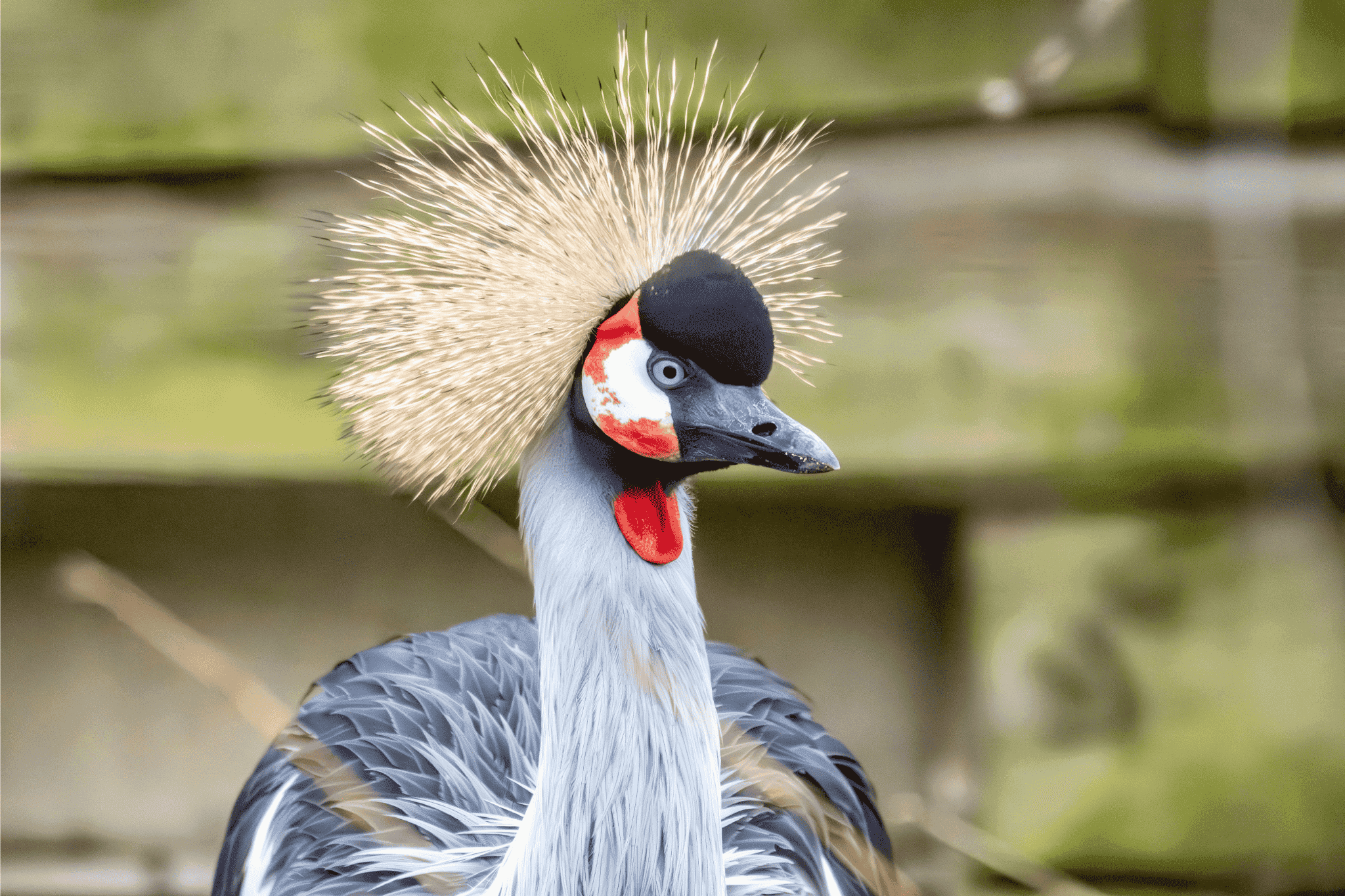 A close up of a male East African grey-crowned crane