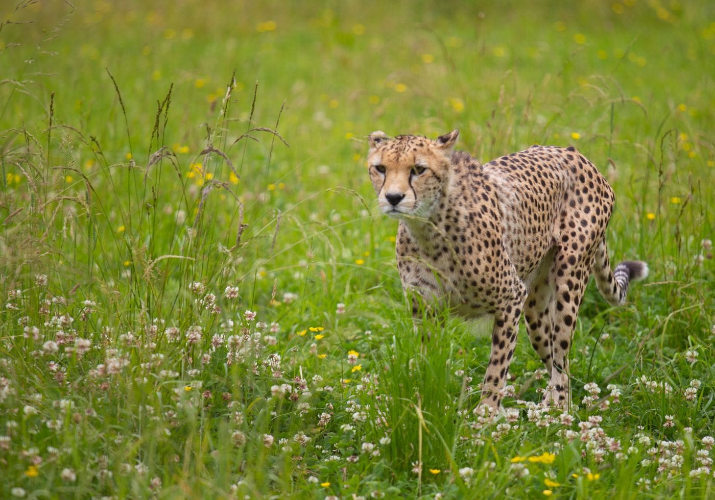 A cheetah in a flowery field.