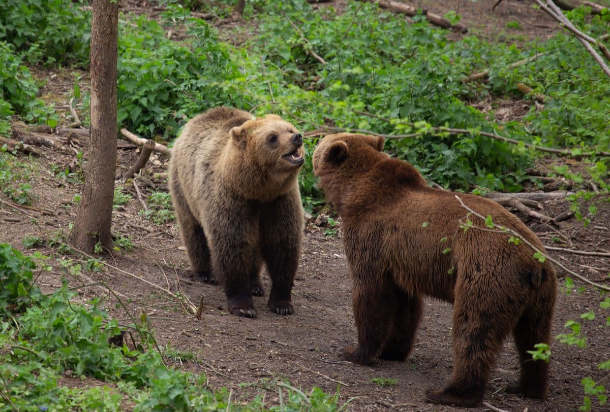 Two brown bears in the woods are facing each other. One has its mouth open.