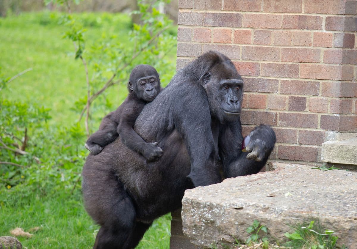 A baby gorilla and its parent are resting against a brick wall.