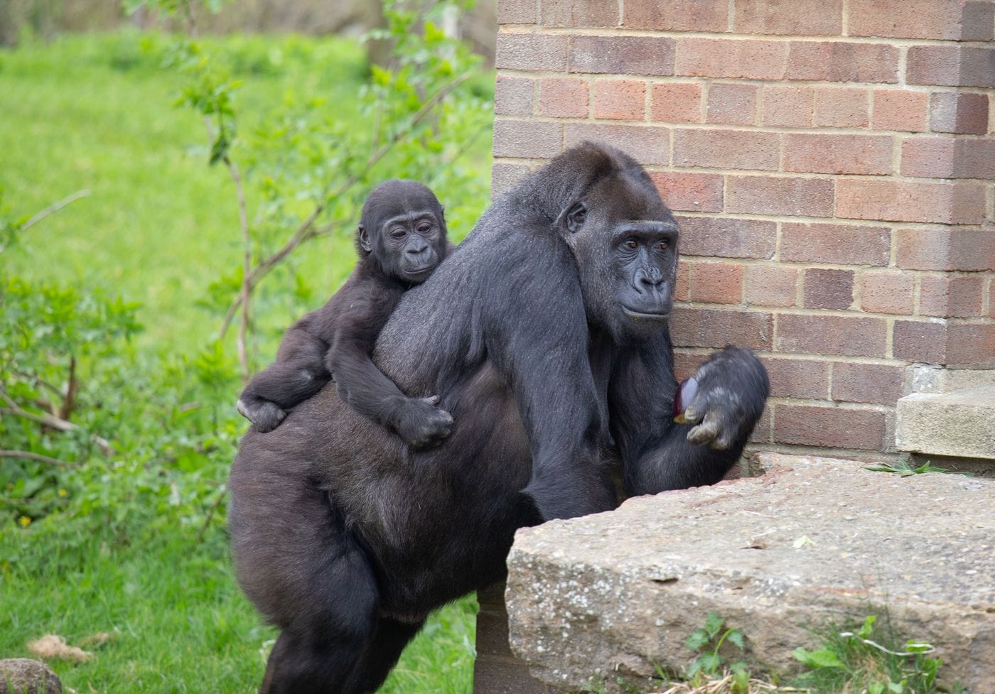A baby gorilla and its parent are resting against a brick wall.