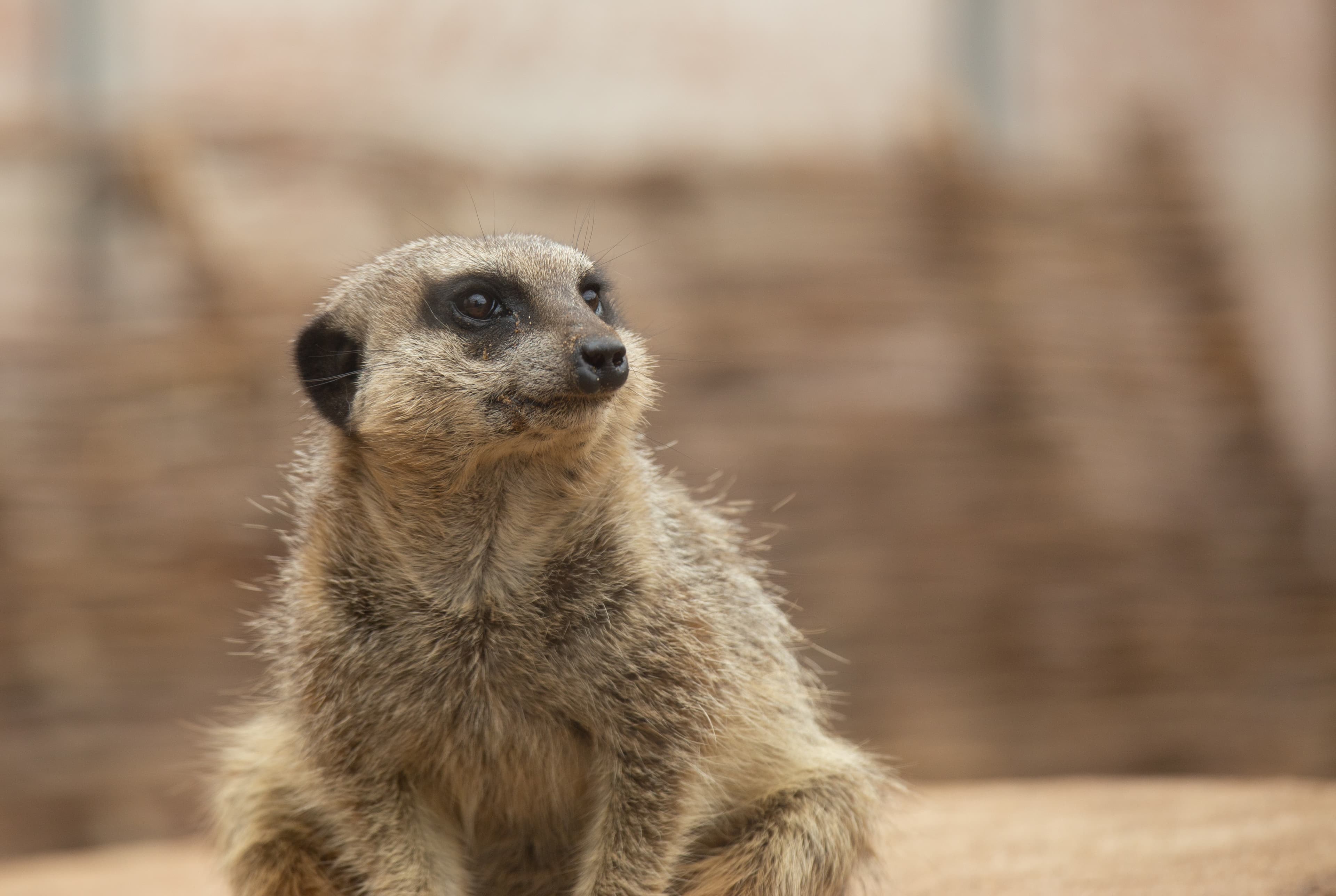 A meerkat looking to the right.