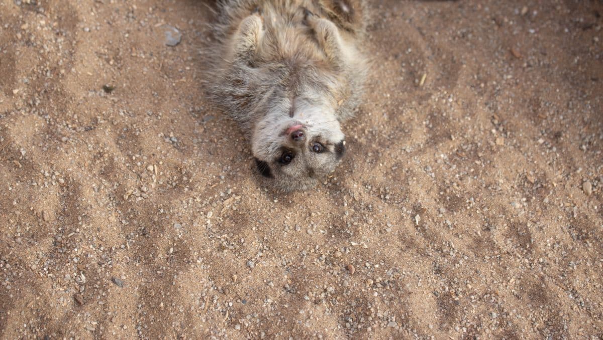 A meerkat center frame upside down looking directly at the camera, lying on sandy floor with its tongue out.
