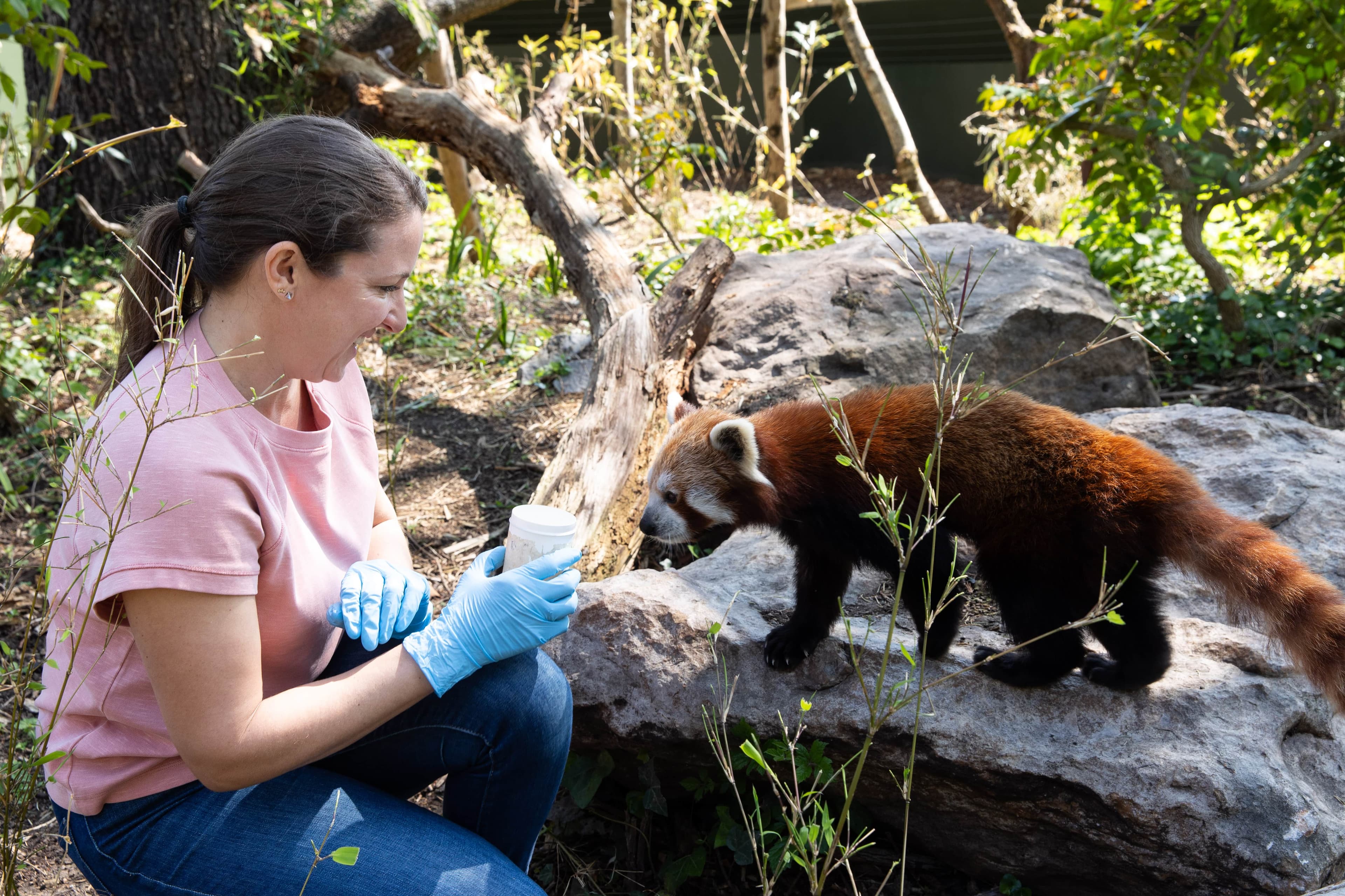 A woman holds a container of food up to a red panda