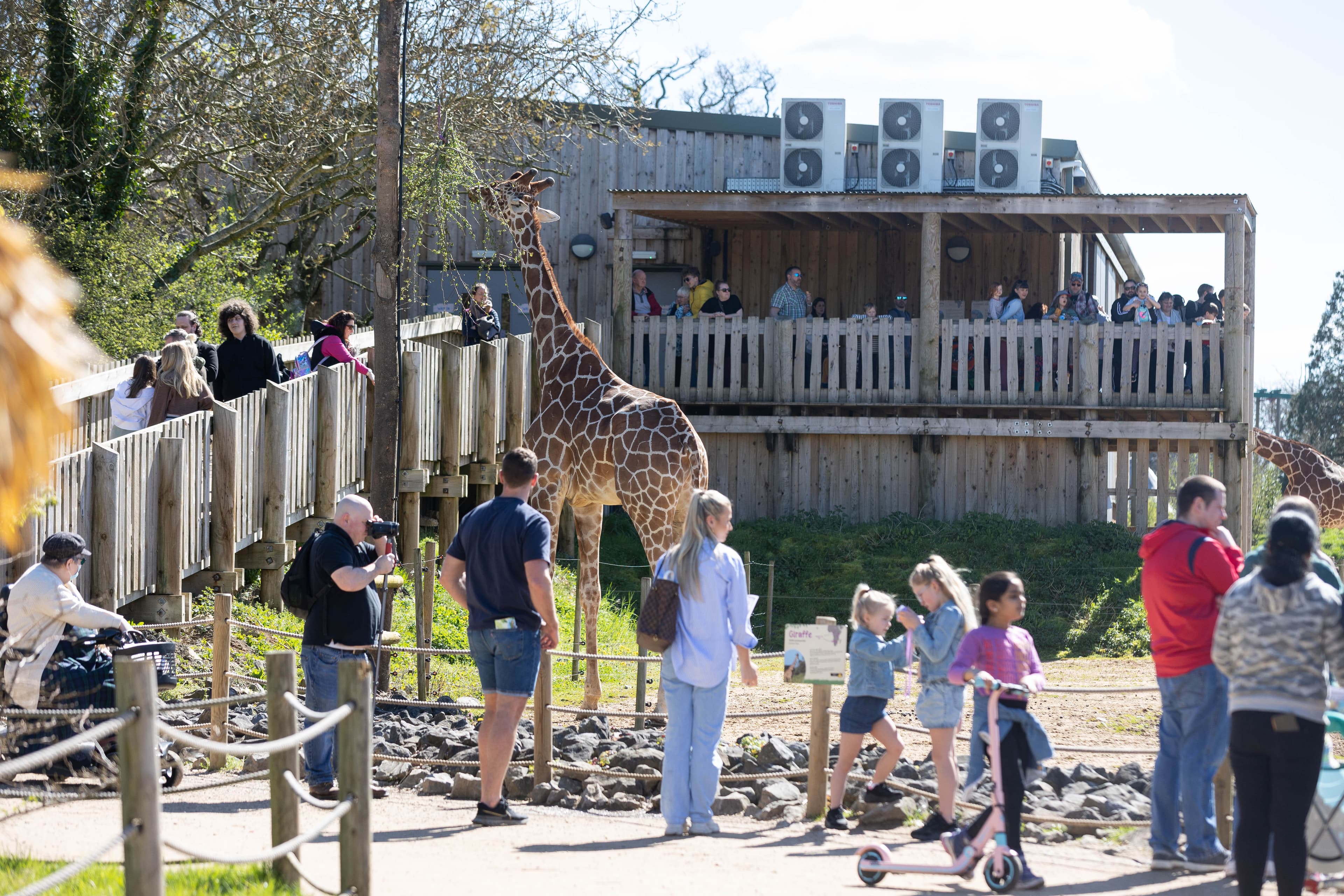 A busy area with lots of visitors surrounding a giraffe enclosure, where a giraffe is eating leaves off a tree.