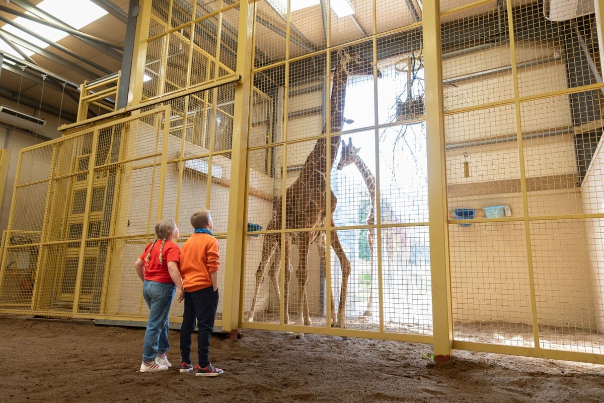 Two children stare up through a fence at two giraffes