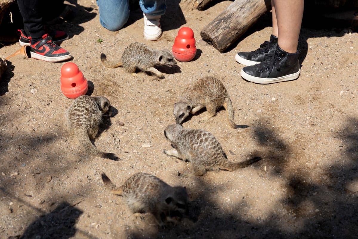 A group of 5 meerkats on the ground with people standing around them