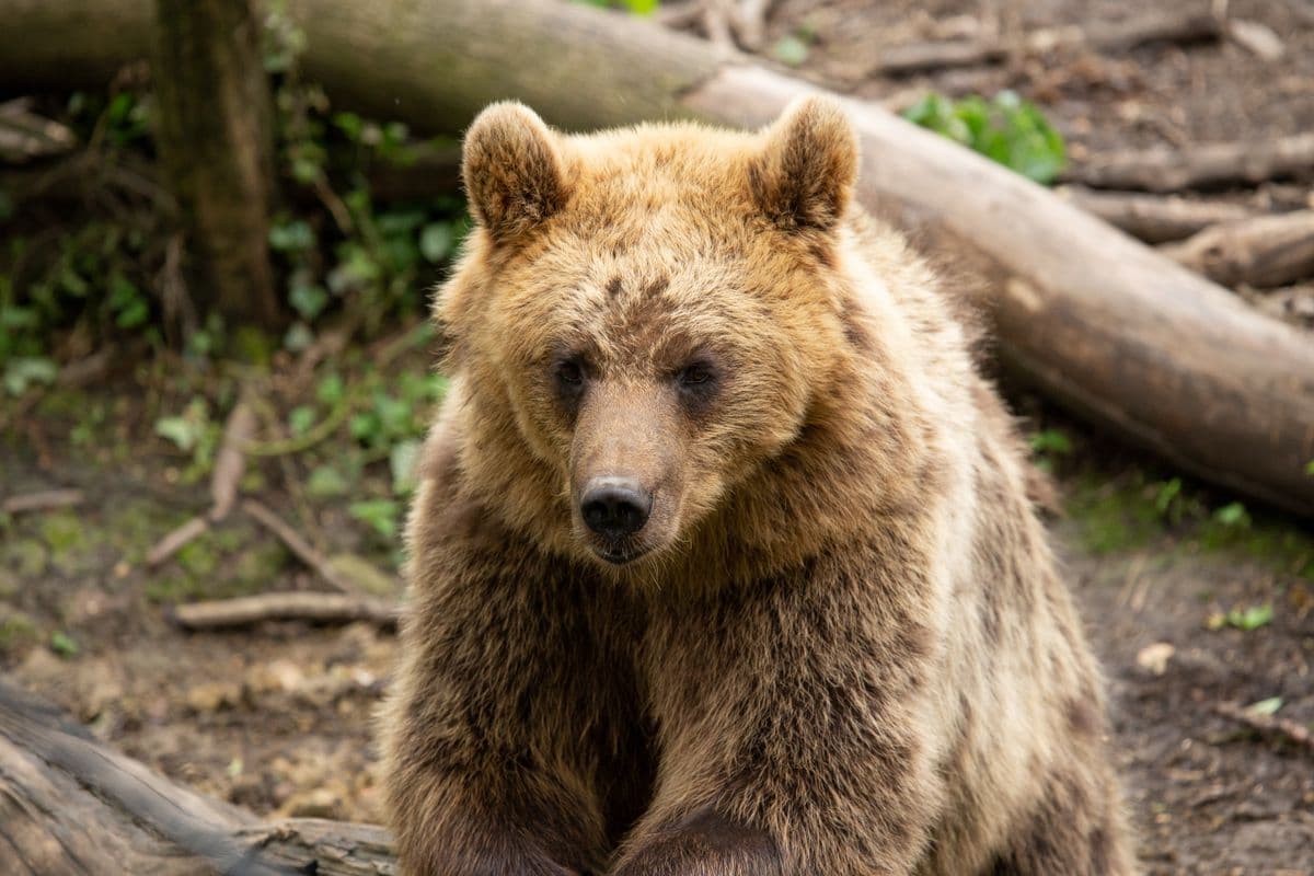 A brown bear in the woods looking straight at the camera.