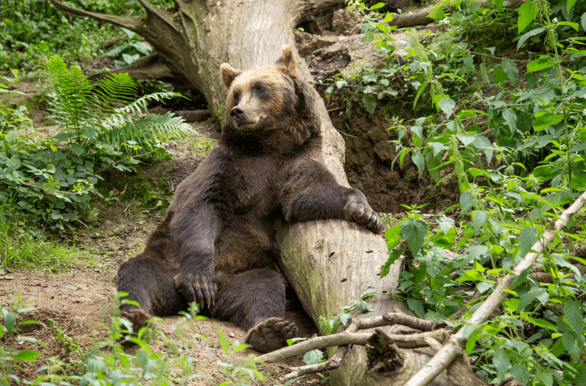A bear sat on the floor of the Bear Wood habitat with its front paw resting on a log